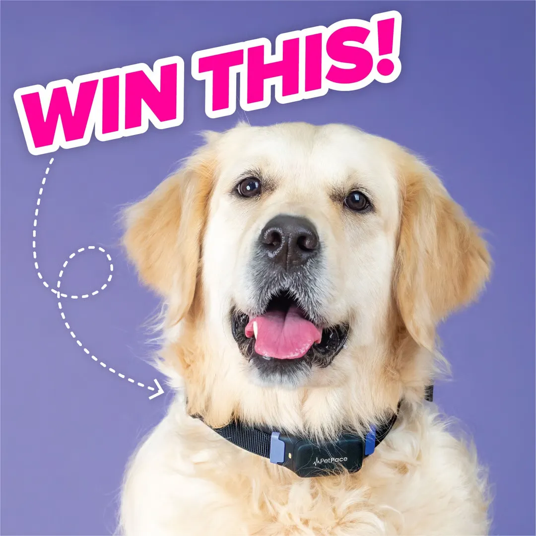 Win a PetPace smart collar!