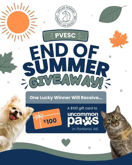 Gift Card Giveaway